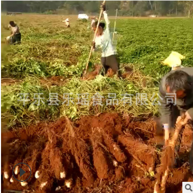 五谷杂粮山药提取物 食品级无硫淮山药粉厂家 食用山药粉批发图2