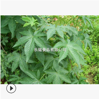 厂家供应甜茶粉 面点专用刺儿茶粉 抹茶粉糕点原料绿茶粉定制批发图2