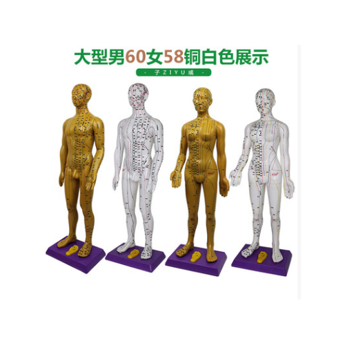 超清晰刻字60cm人体穴位模型中医针灸教学男女铜人全身经络按摩图
