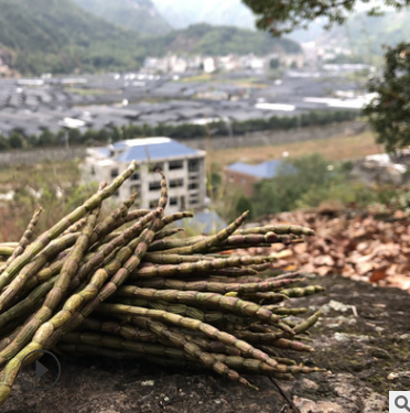 铁皮石斛鲜条 中药材霍山三年生铁皮石斛 优质新鲜采摘多胶质养生图2