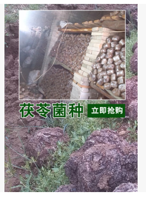 【厂家批发】茯苓菌种 伏苓生产种、二级原种、试管 回收鲜茯苓