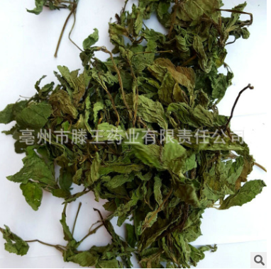 产地供应19年新产手工采摘薄荷干食用薄荷叶花草茶零售批发图3