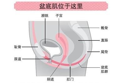 讯丰通盆底肌生物反馈训练仪XFT2002B电刺激康复阴道松弛图3