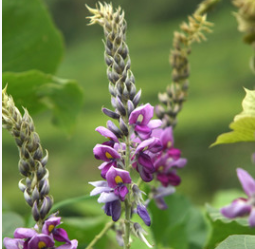 江西特产天然野生葛花茶醒酒解酒茶葛藤花中药材批发 养生花草茶图3