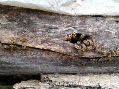 天然深山农家野生青川土蜂蜜结晶蜜一件代发蜂蜜土蜂蜜批发百花蜜图3