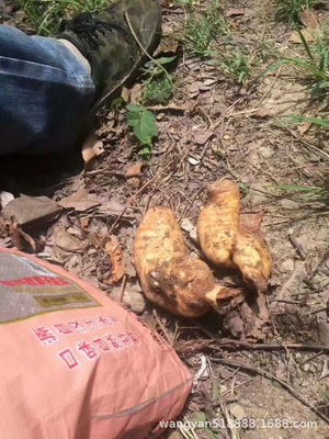 青川纯野生乌天麻 非云南昭通小草坝天麻红麻野生天麻乌红麻批发图2