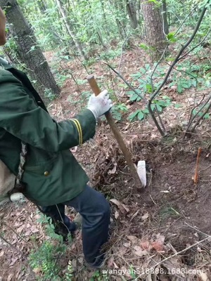 青川纯野生乌天麻 非云南昭通小草坝天麻红麻野生天麻乌红麻批发图3