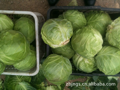 河北出口蔬菜加工厂，供应张北大白菜，白萝卜，甘蓝，西兰花等图2