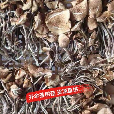 散装500g开伞茶树菇批发 原产地新货福建古田茶树菇干货散装批图2