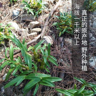 一件代发霍山铁皮石斛枫斗米斛中药材正宗霍山石斛原产地自产自销图2