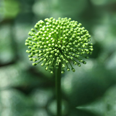 三七花 云南特产 文山田七花 三年四年三七花 袋装干花 产地批发图3