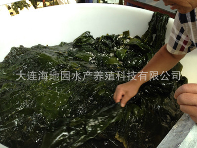 脱水盐渍整棵海带腌渍海带菜海带头海带边整颗菜 厂家直供跑江湖图2