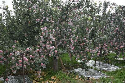 新鲜脆甜山西运城山区脆甜红富士丑苹果5斤一箱包邮产地直发代发图2