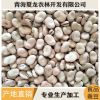 青海蚕豆 500规格蚕豆货源充足量大从优 蚕豆厂家直销