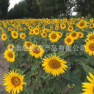 大量供应优质黑油葵 小黑瓜子 黑珍珠瓜子 芽苗菜种子图2