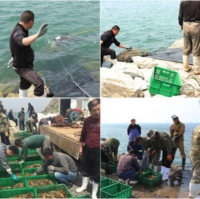 大连即食海参 残参 辽参深海底播海参工厂低价处理适合煲汤饺子馅图3