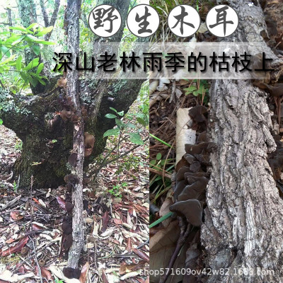 野生木耳 云南土特产黑木耳 食用野生菌 深山老林原产地500g图2