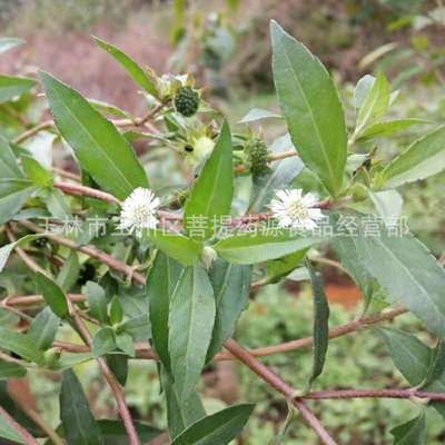 新货旱莲草 中草药材墨旱莲 金陵草 水旱莲 莲子草 黑墨草 墨水草图2