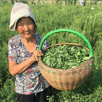 江湖地摊展会凉茶系列甜叶菊新货 散装花草茶花茶甜叶菊茶图3