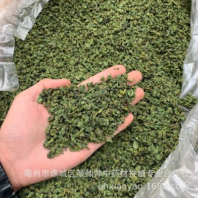 新货桑叶 产地货源 桑叶茶颗粒状 霜后桑叶茶 颜色青 散装批发图2