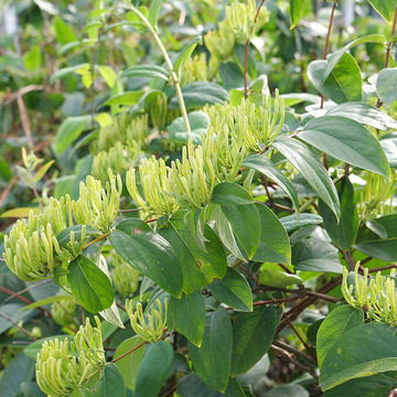 湖南厂家种植绿版金银花四季适用花草泡水食用散装山银花加工定制图2