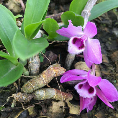 麝香石斛 紫瓣石斛附生兰花卉绿植盆栽观赏性紫红花香型吊兰图2