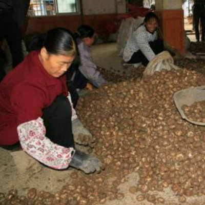 山那边农庄自家种植广西荔浦新鲜大荸荠 鲜甜多汁马蹄一件代发图2