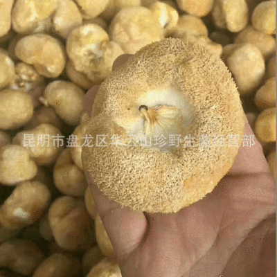 猴头菇大货批发 福建古田农家干货美味煲汤猴头菇散装批发500g图3