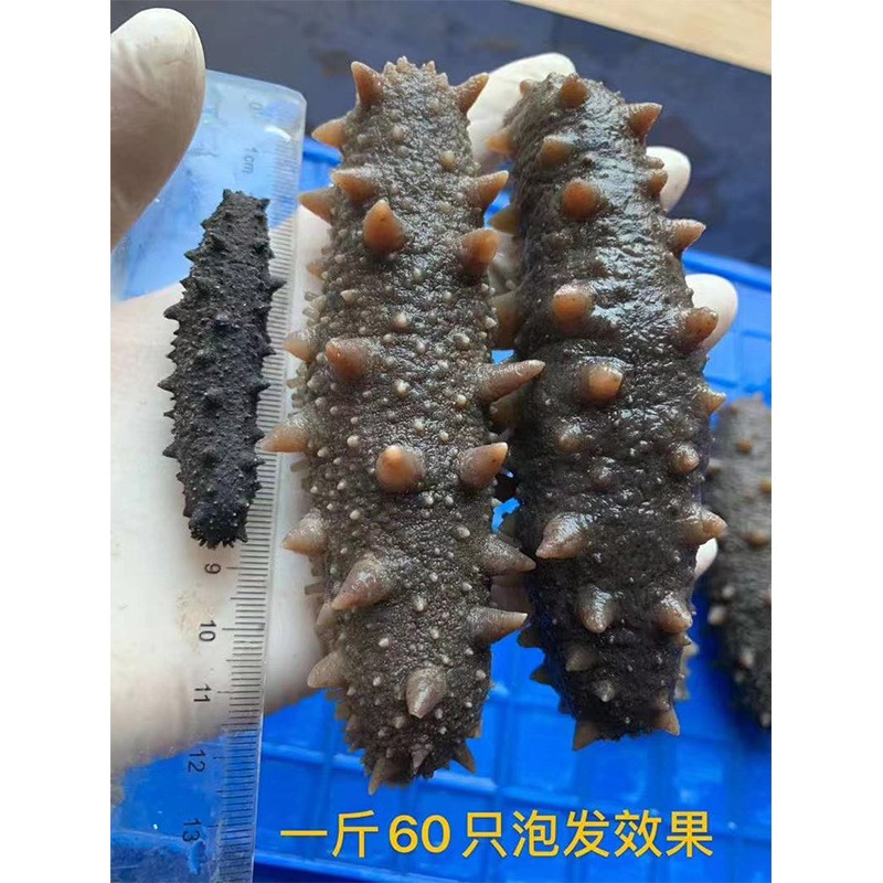 巨奥霞浦纯淡干海参深海海参干货500g海鲜干货佛跳墙酒店代发批发图5