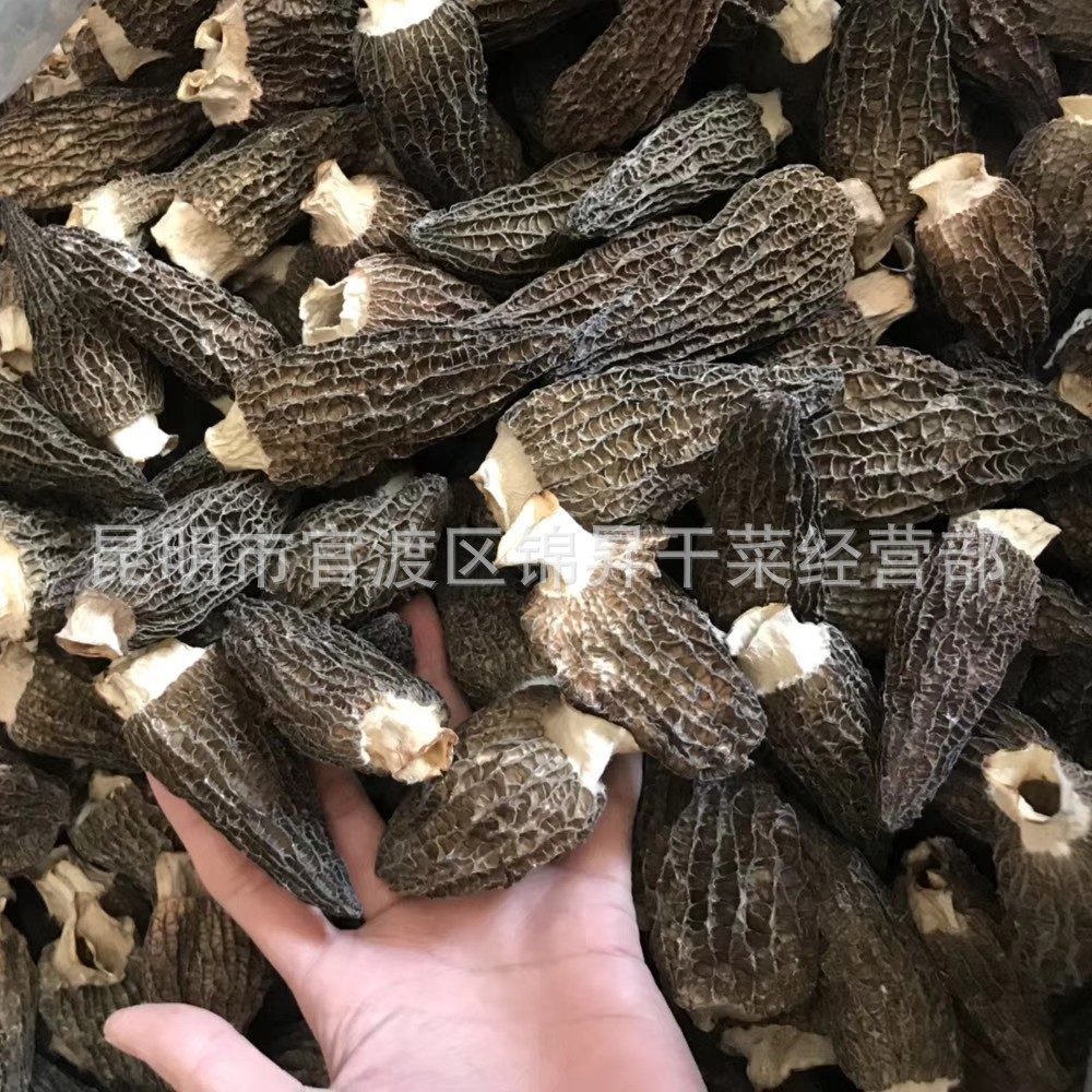 云南特产 大量供应 剪脚羊肚菌 羊肚菌 羊肚菌干货图5