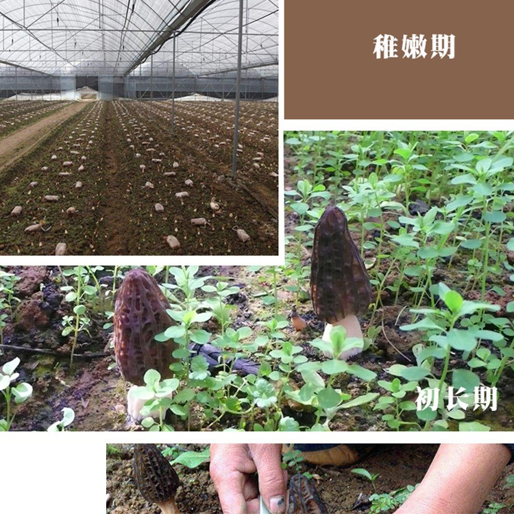 云南干羊肚菌2020年云南大个剪柄羊肚菌干货肉厚干净香味散装起批图4