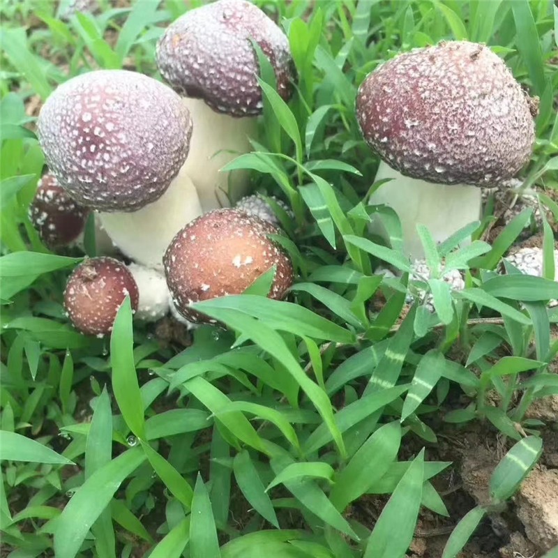 包邮厂家供应大球盖菇 赤松茸 菌菇赤松茸菌种原种 货源充足图5