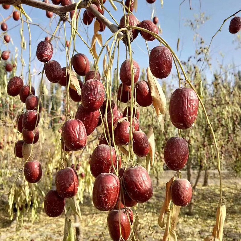 新疆特产若羌灰枣新枣皮薄肉厚干果批发孕妇儿童零食兵团红枣图2