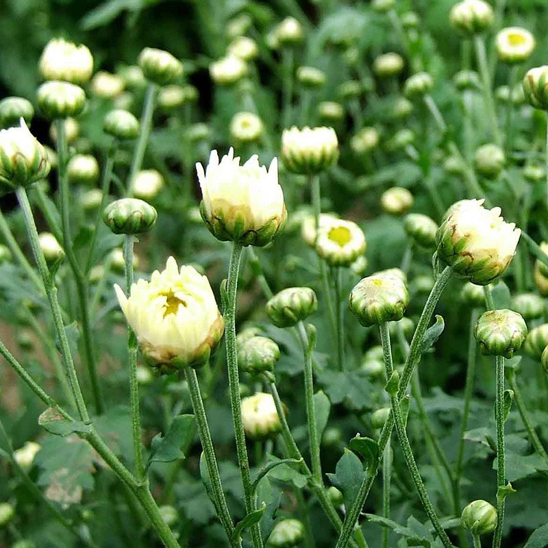 菊花茶胎菊客房袋装杭白菊批发酒店宾馆一次性菊花原叶茶包图2