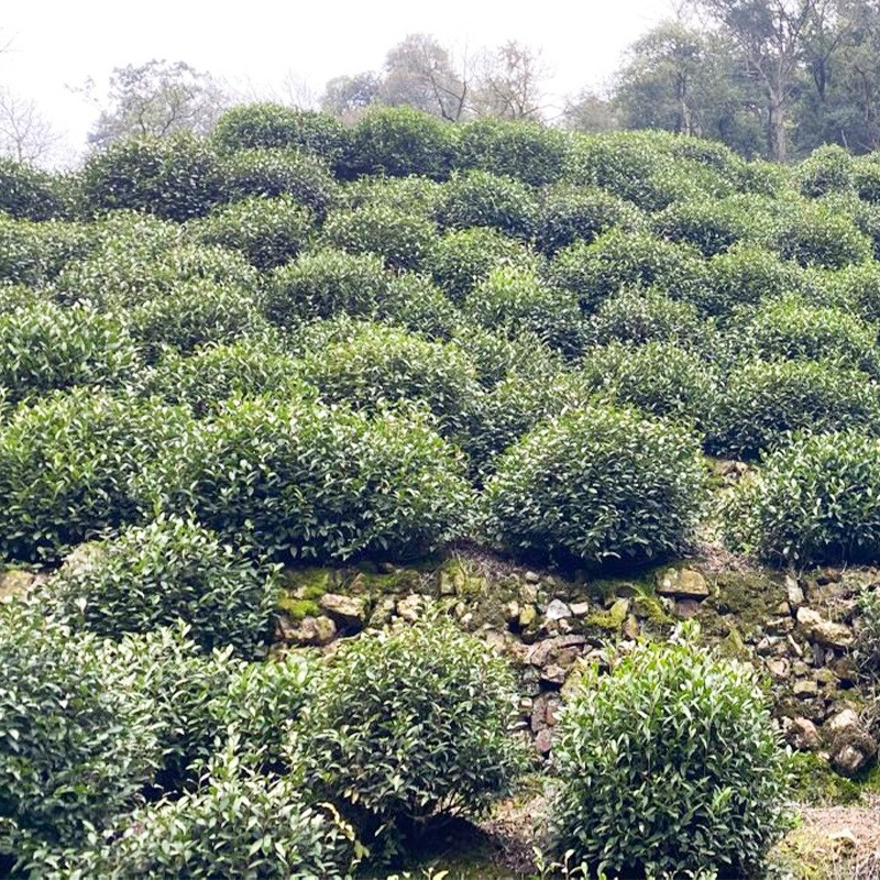 铁观音新茶叶酒店宾馆用茶包安溪产地新茶清香原叶茶包乌龙茶图3