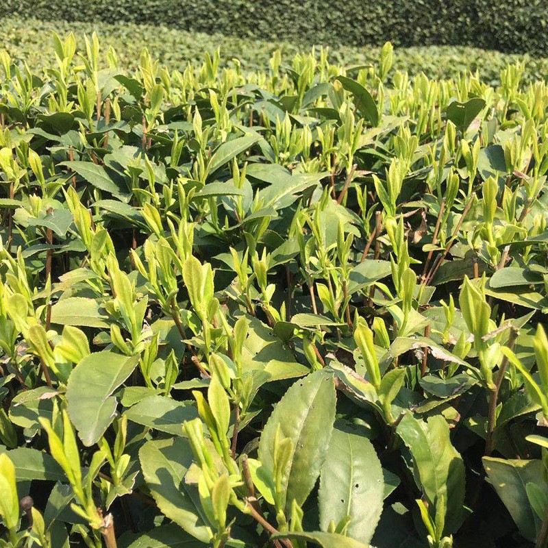 酒店龙井茶叶茶包厂家批发 杭州产地红茶茶叶浓香小袋包装龙井茶图3