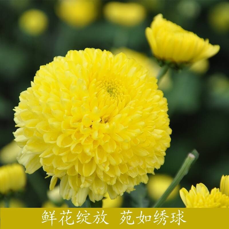 婺源皇菊大黄菊胎菊20克桶50朵实惠装花茶厂家婺源产地发货图2