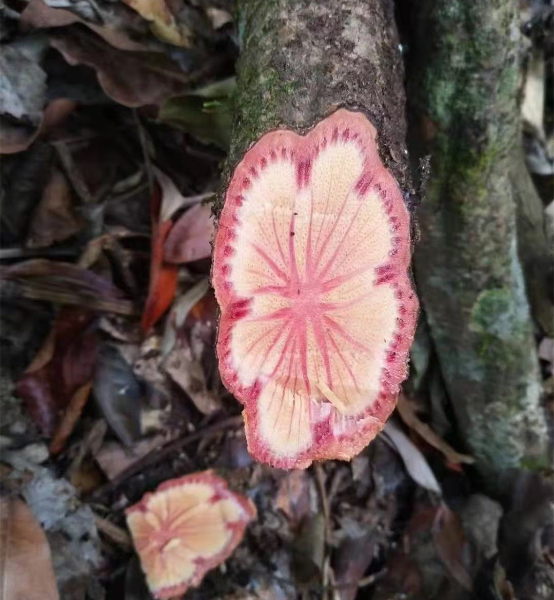 广西红藤 脑血通片 大血藤 血藤 红皮藤 红藤片 当季干货大量批发图2