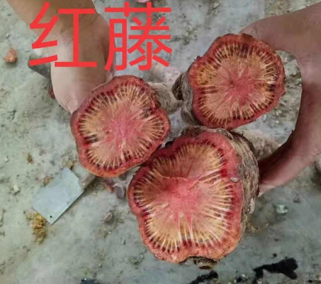 广西红藤 脑血通片 大血藤 血藤 红皮藤 红藤片 当季干货大量批发图3