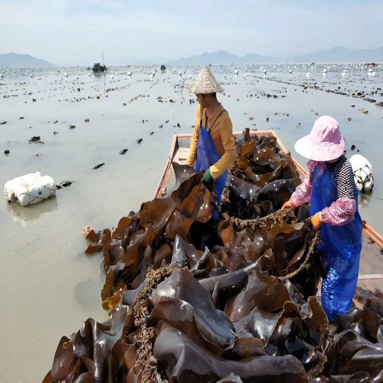 福建霞浦海带之乡 金海洋淡干海带结 A结 原产地 厂家直售20斤装图5