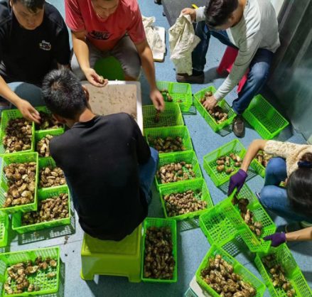 云南香格里拉新鲜松茸餐饮生鲜煲汤食材鲜松茸诚招代理产地直发图2