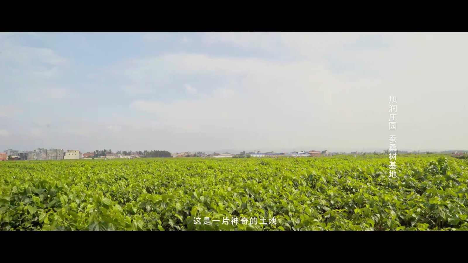 云小君FD冻干羊肚菌 头茬大号剪柄羊肚菌干货旗舰店菌菇抖音同款图2