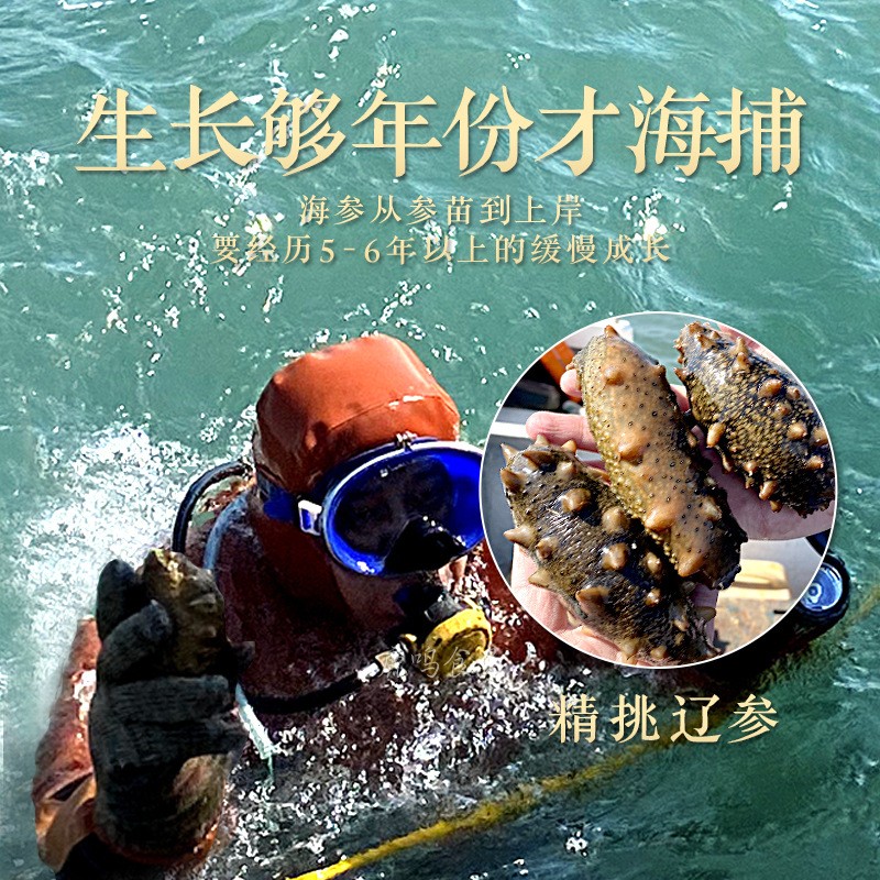 大连鲜食海参即食海参口感Q弹 6-8头规格鲜活海参大连海参500g/盒图2