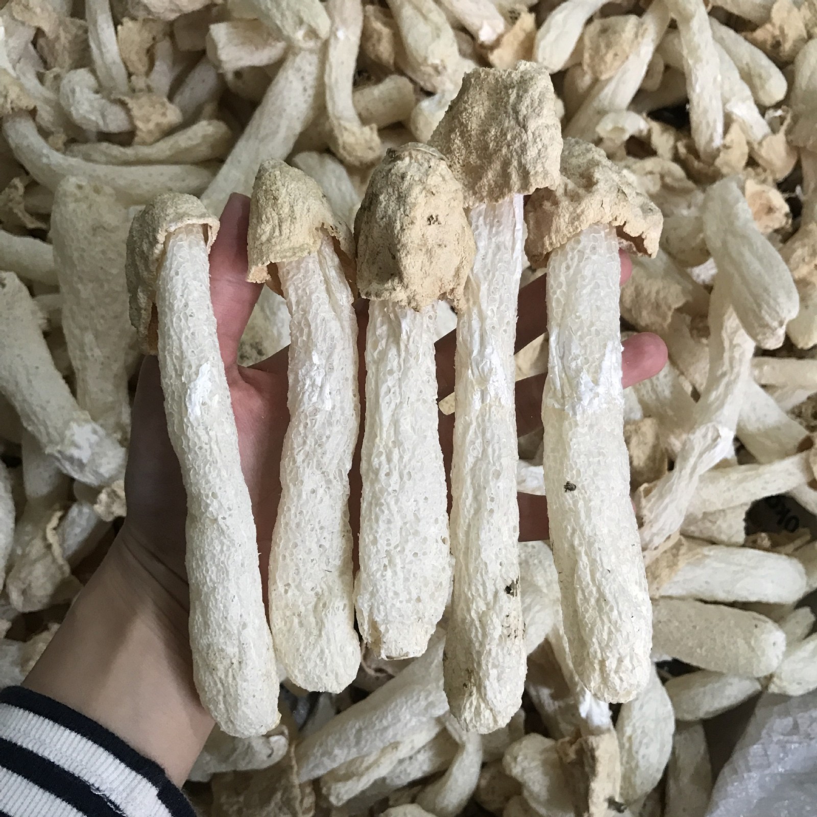 新烘烤竹荪菇蕾干货500g不开伞竹笙无裙杆子不硫熏农家货特产图2