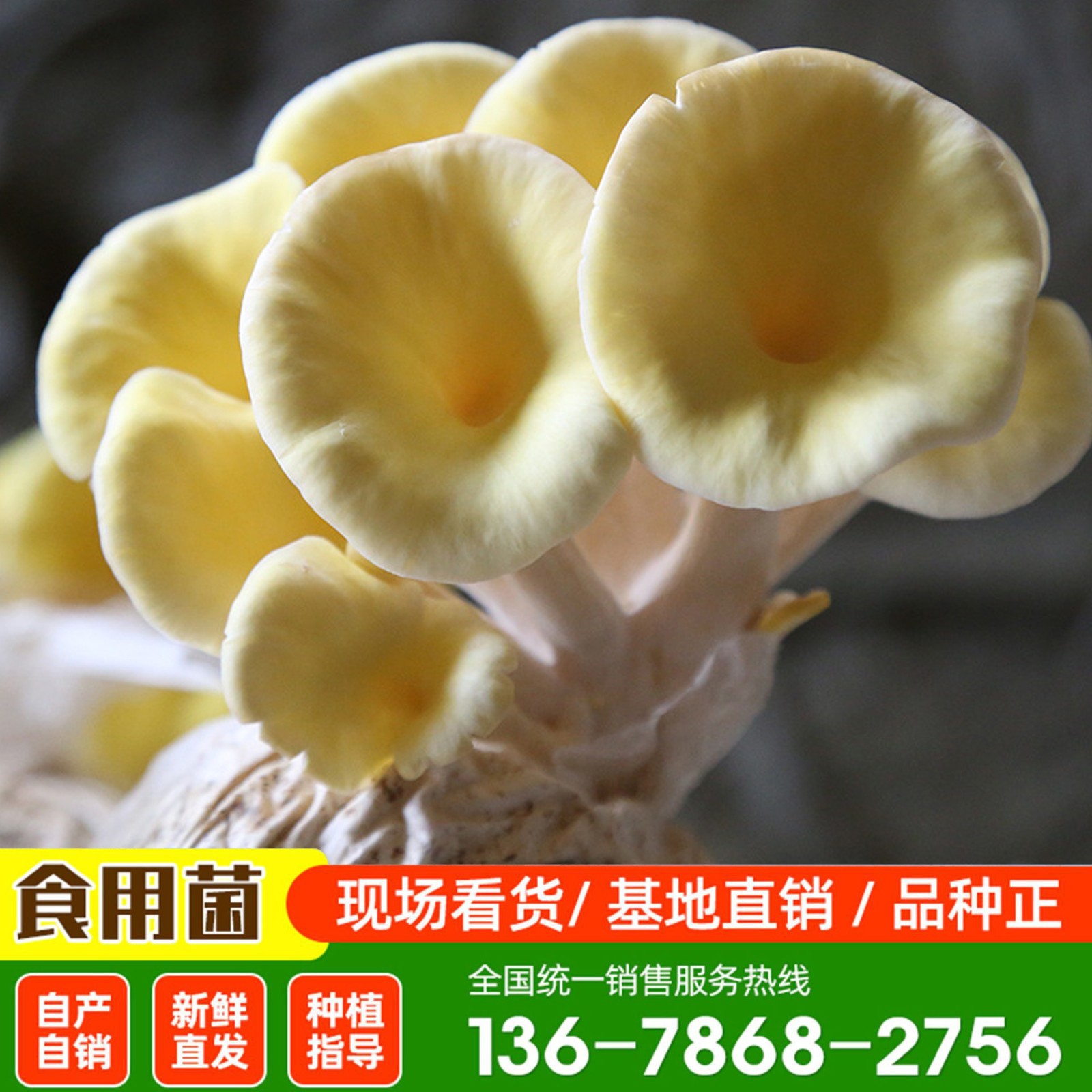 榆黄菇食用菌 菌袋6斤两头出菇家庭种植蘑菇菌包榆黄菇菌棒图3