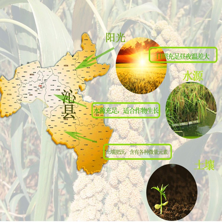 沁州黄2022新小米2.5Kg现磨厂家直发批发山西特产月子食用小黄米图3