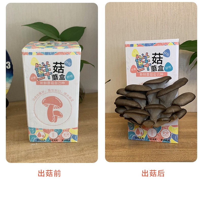 蘑菇种植菌包盒平菇菌种食用菌家庭幼儿园儿童礼品DIY蘑菇种植盒图3