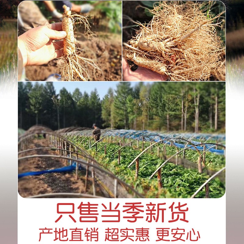 长白山半野生赤灵芝粉500g散装林芝灵芝菌丝粉孢子粉丹芝粉现货图3