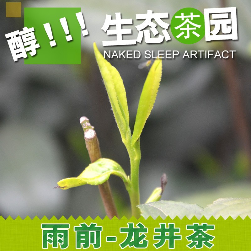 龙井茶2022年新茶叶雨前高山春茶龙井绿茶散装浙江龙井500g批发茶图4