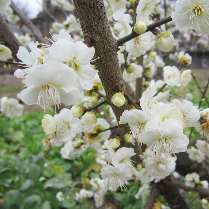 新货 批发 2022年 干绿梅花黄山白梅花 花草茶图3